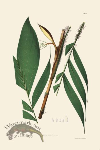 Rodrigues Palm Front 016